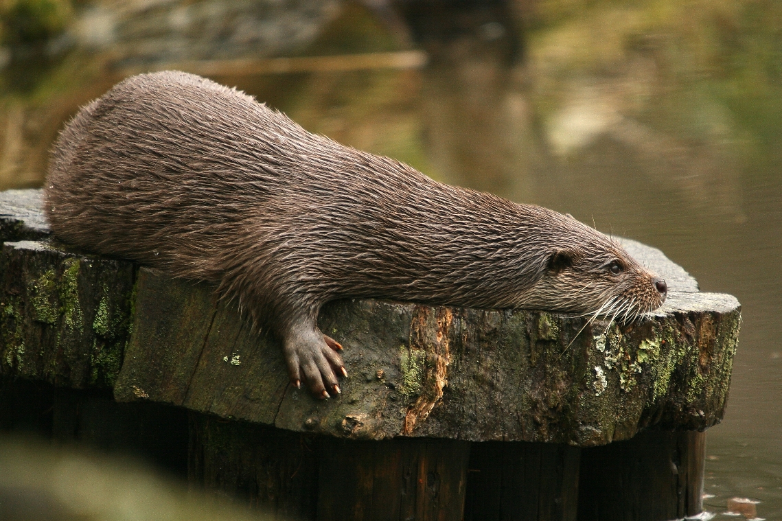 Verträumter Fischotter